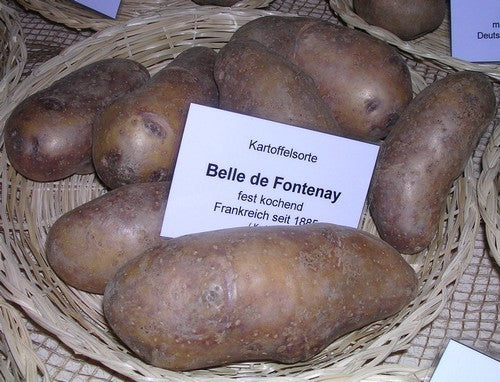 Aardappels 'Belle de Fontenay' / 'Hainaut' of 'Boulangère'
