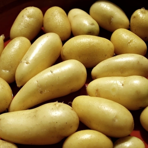 Aardappels 'B.F.15'