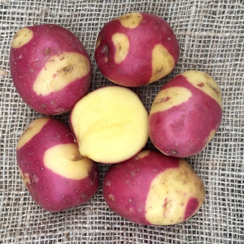 Potatoes 'Celebration' / 'ERA 08-634'