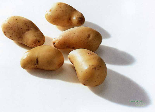 Aardappels 'Charlotte'
