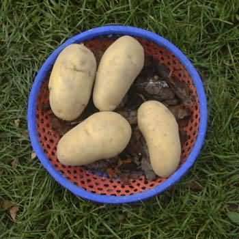 Aardappels 'Charlotte'