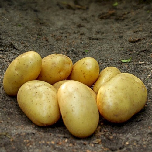 Aardappels 'Darling'