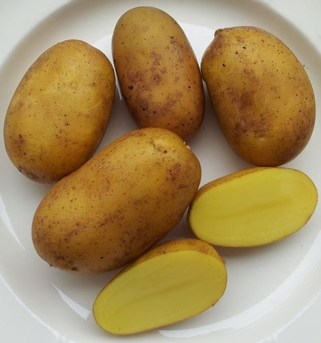 Aardappels 'Goldmarie'