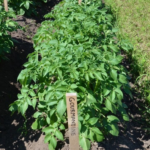 Aardappels 'Gourmandine'