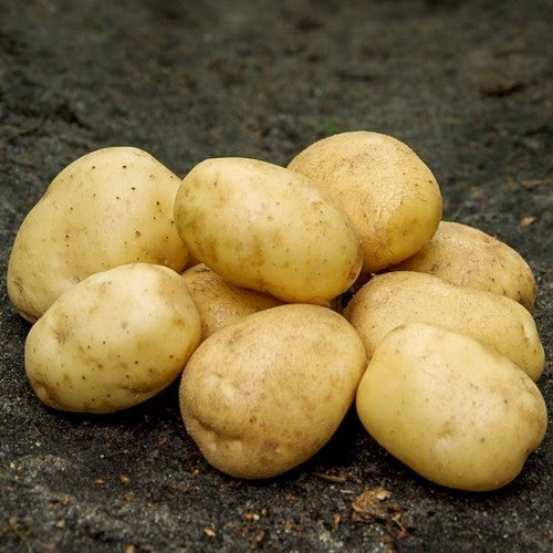 Potatoes 'Hansa'