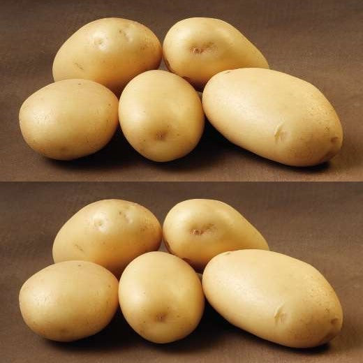 Potatoes 'Jutlandia'