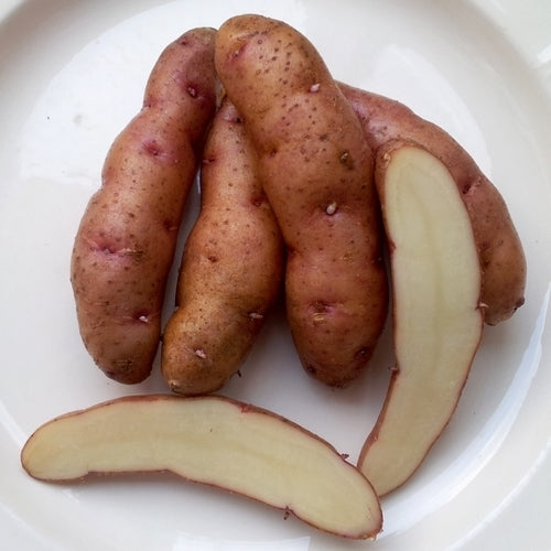 Aardappels 'Kalber Rotstange' / 'Potsdammer Hörnchen' / 'Pic'