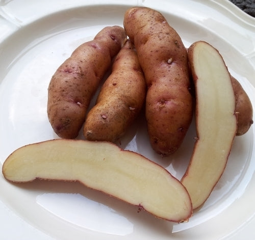 Aardappels 'Kalber Rotstange' / 'Potsdammer Hörnchen' / 'Pic'