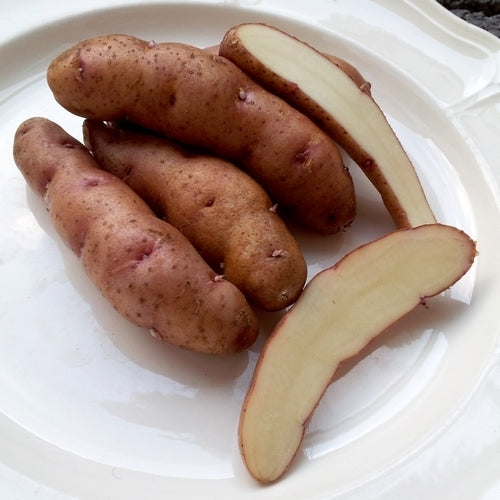 Aardappels 'Kalber Rotstange' / 'Potsdammer Hörnchen' / 'Pic'