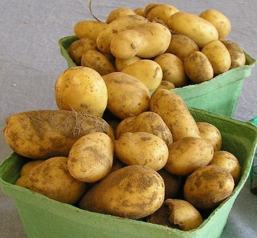 Aardappels 'Linzer Delikatess'