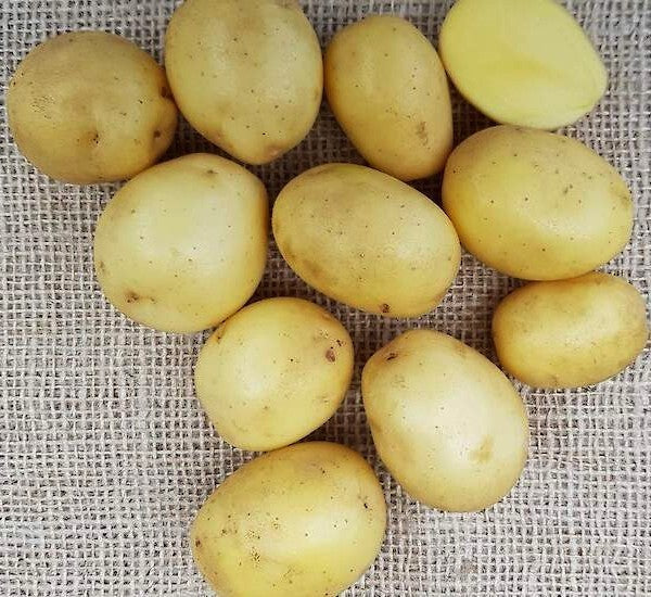 Aardappels 'Lucera'