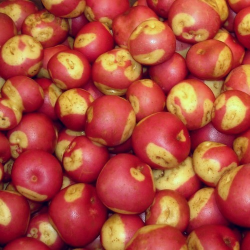 Potatoes 'Miss Blush'