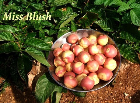 Potatoes 'Miss Blush'
