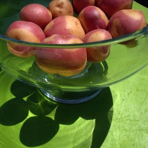 Potatoes 'Miss Blush'