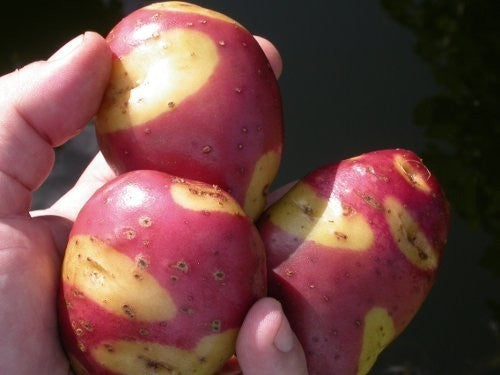 Potatoes 'Miss Blush'