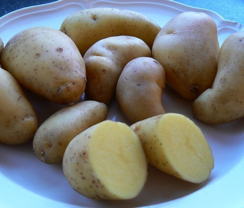 Aardappels 'Mulln'