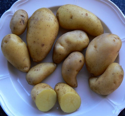 Aardappels 'Mulln'