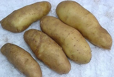 Aardappels 'la Ratte d'Ardeche' / 'Buggenummer Muuskes' / 'A