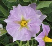 Aardappels 'la Ratte d'Ardeche' / 'Buggenummer Muuskes' / 'A