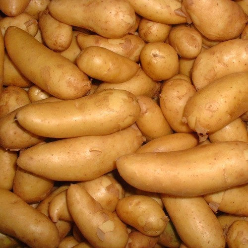 Aardappels 'la Ratte d'Ardeche' / 'Buggenummer Muuskes' / 'A