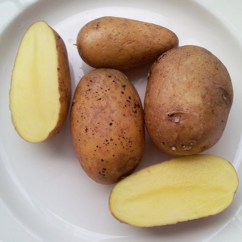 Aardappels 'Rhoderich' / 'Roderich'