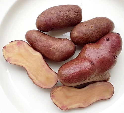 Aardappels 'Rosaroter Panther'