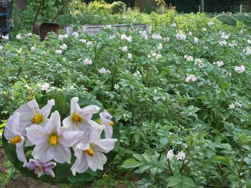 Aardappels 'Roseval'