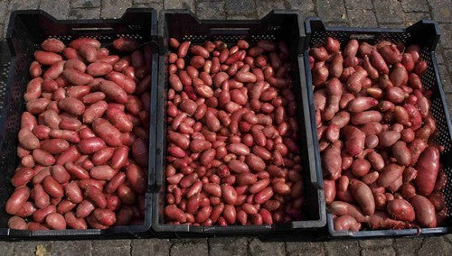 Aardappels 'Roseval'