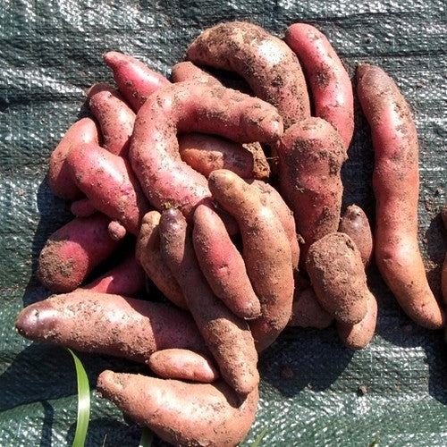 Aardappels 'Rote Hörner'