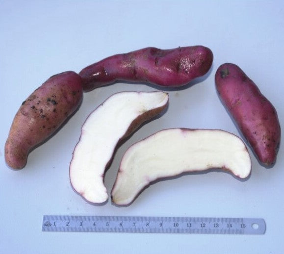 Aardappels 'Rote Hörner'