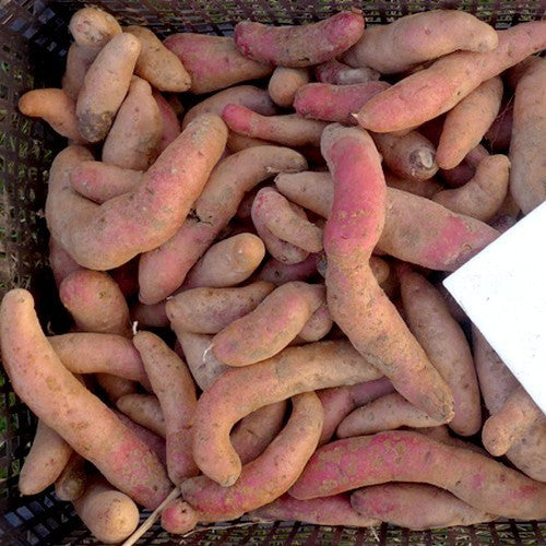 Aardappels 'Rote Hörner'
