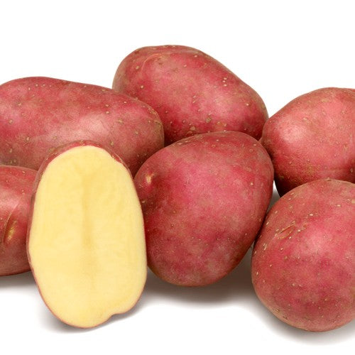 Aardappels 'Rozine' / 'BRS 13-270'