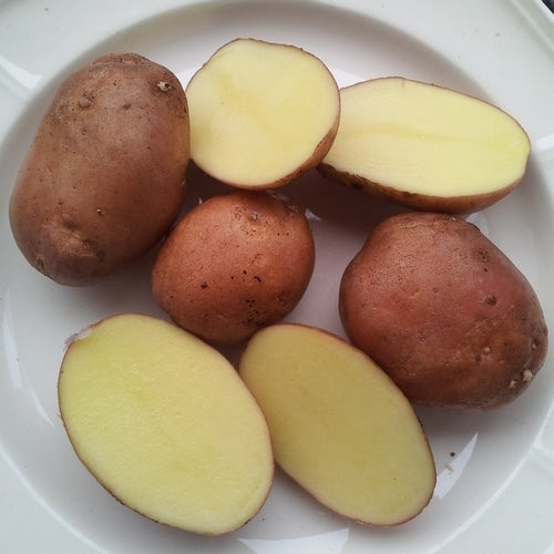 Potatoes 'Sarpo Una'