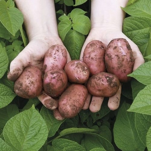 Potatoes 'Sarpo Una'