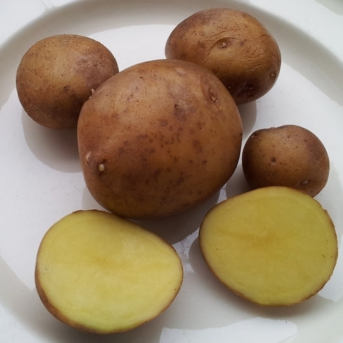Aardappels 'Sedafin'