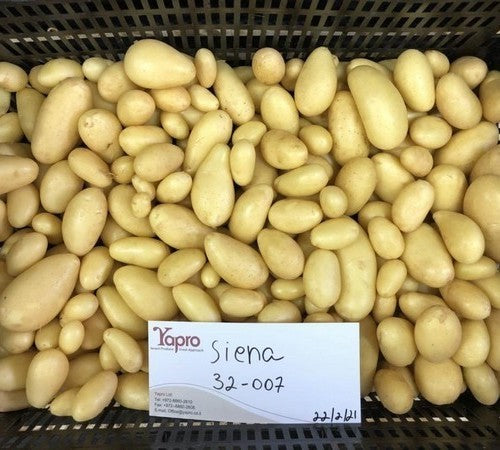 Aardappels 'Siena'