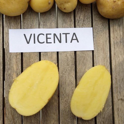 Aardappels 'Vicenta'