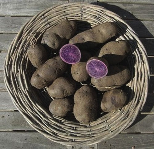 Potatoes 'Bergerac'