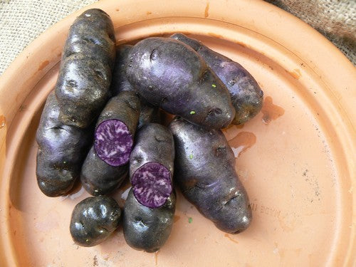 Aardappels 'Blaue Neuseelander'
