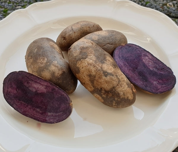 Aardappels 'Blaue Von Carola Nitsch'