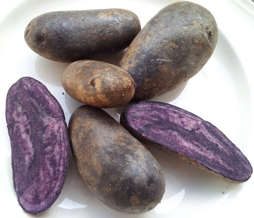 Potatoes 'Blue from Cordula'