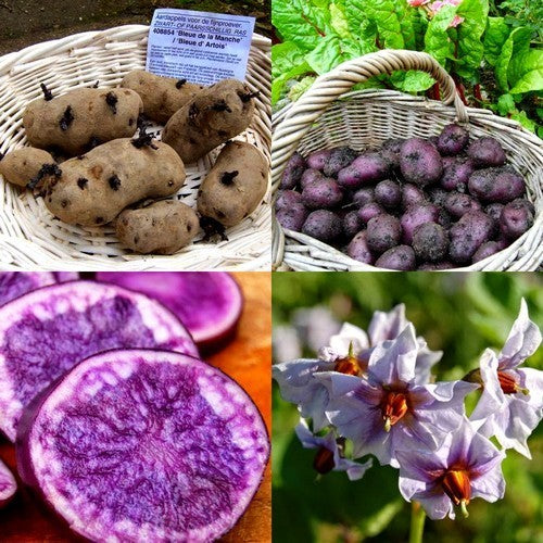 Aardappels 'Bleue de la Manche' / 'Bleue d' Artois' / 'Violi