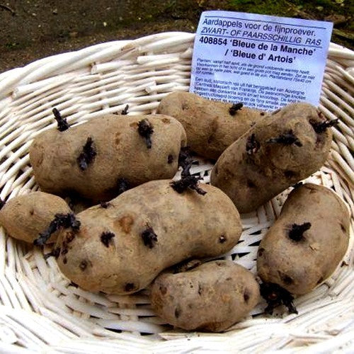 Aardappels 'Bleue de la Manche' / 'Bleue d' Artois' / 'Violi