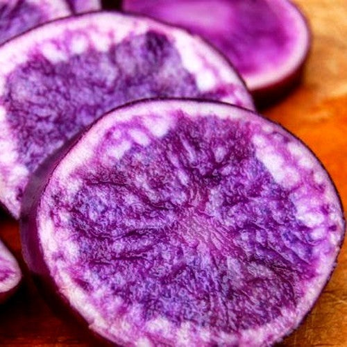 Aardappels 'Bleue de la Manche' / 'Bleue d' Artois' / 'Violi