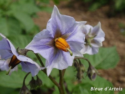 Aardappels 'Bleue de la Manche' / 'Bleue d' Artois' / 'Violi