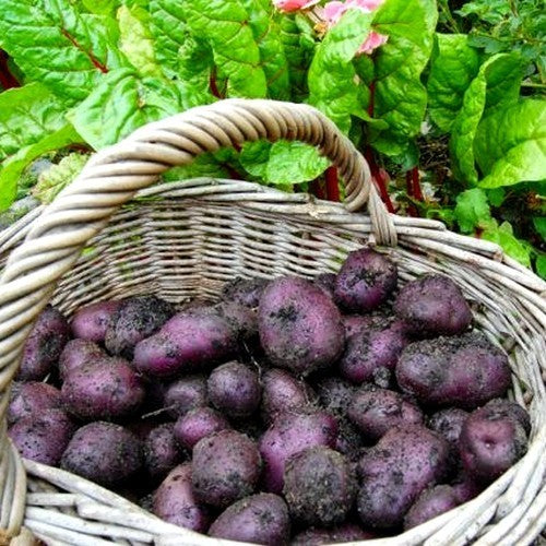 Aardappels 'Bleue de la Manche' / 'Bleue d' Artois' / 'Violi