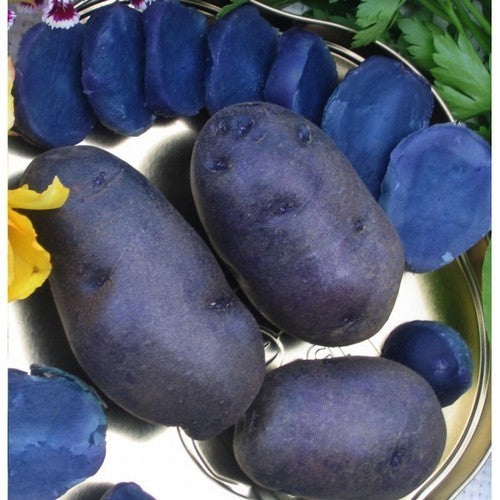 Aardappels 'Bleue de la Manche' / 'Bleue d' Artois' / 'Violi