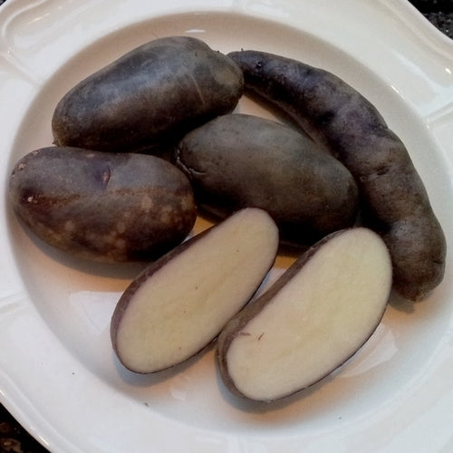 Aardappels 'Quitisch Puca'