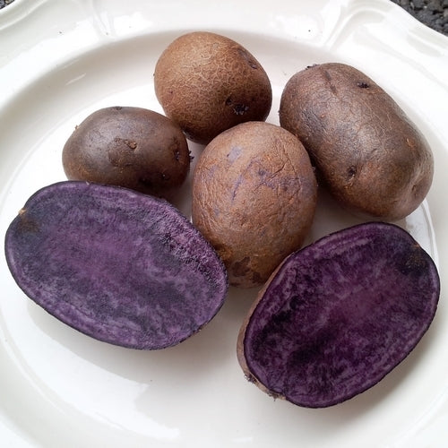Potatoes 'Valfi' / ‘Königsblau’ / 'Schwarzer Tengel'