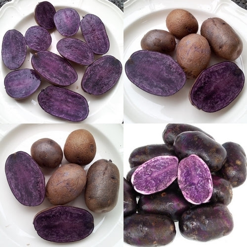 Potatoes 'Valfi' / ‘Königsblau’ / 'Schwarzer Tengel'